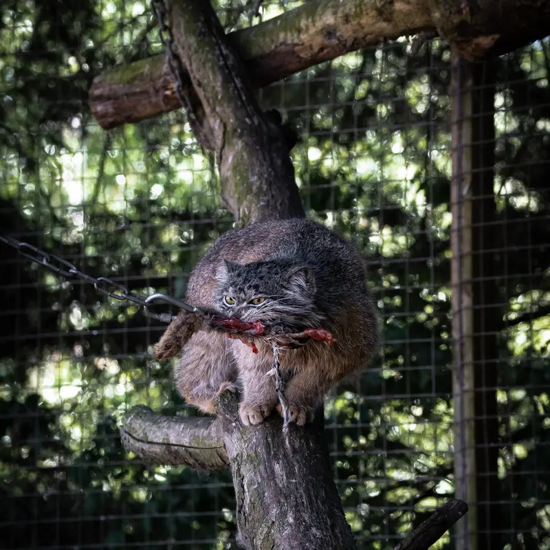 バナム動物園のクルキの写真