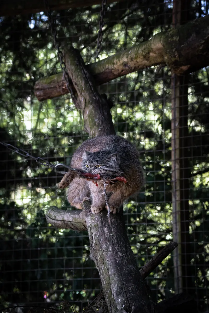 バナム動物園のクルキの写真