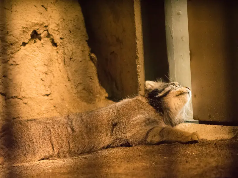野毛山動物園のフィーガの写真