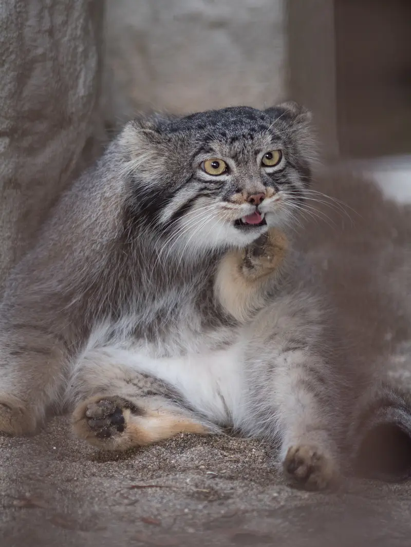 野毛山動物園のフィーガの写真
