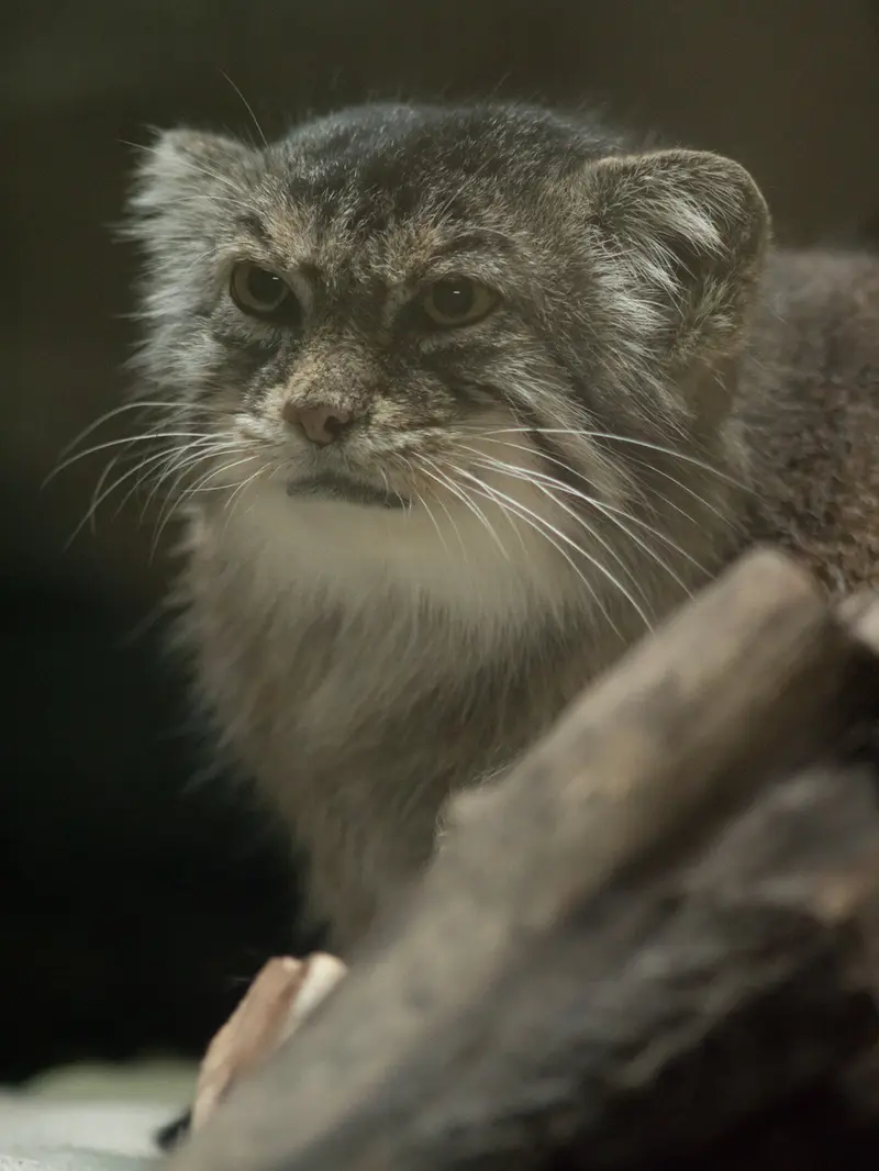 恩賜上野動物園のプリームラの写真