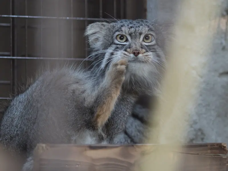 野毛山動物園のフィーガの写真