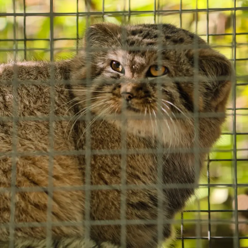 コシツェ動物園のアラニの子（2026年生まれ）Ⅰの写真