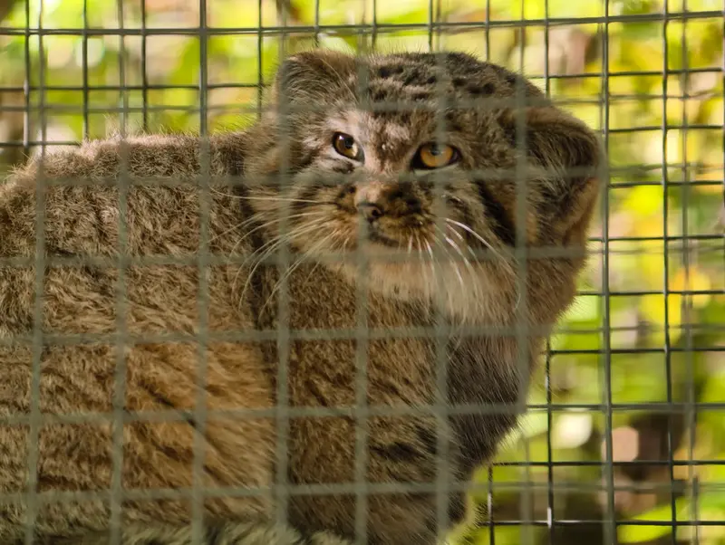 コシツェ動物園のアラニの子（2026年生まれ）Ⅰの写真