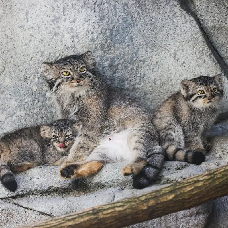 コロンバス動物園・水族館のティーナ、グースとミーラの写真