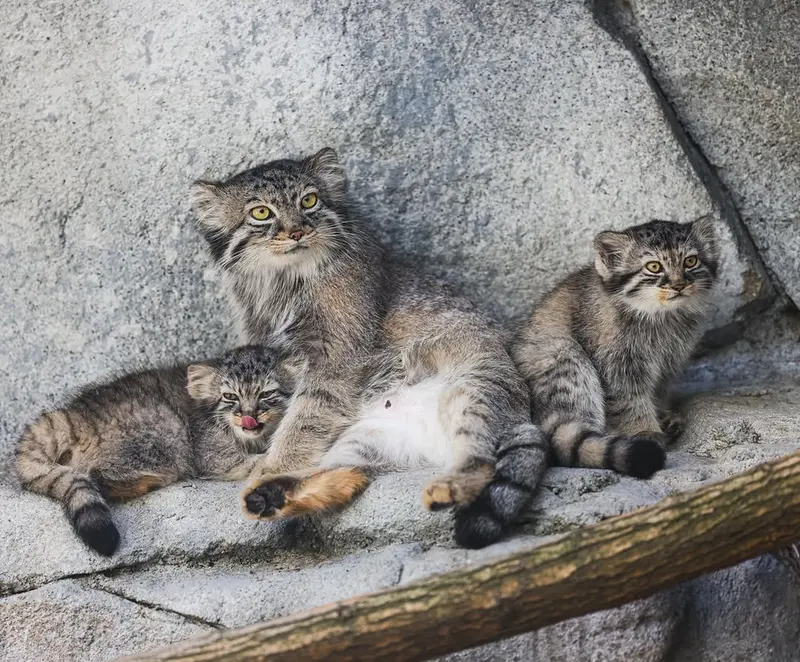 コロンバス動物園・水族館のティーナ、グースとミーラの写真
