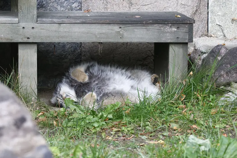 モスクワ動物園のティモフェイの写真