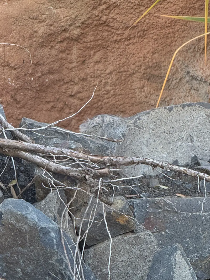 プラハ動物園のプリンセッサの写真