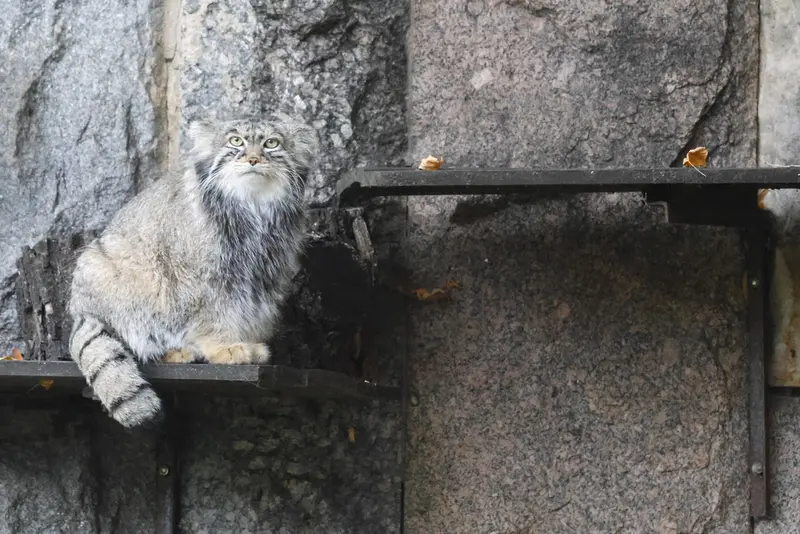モスクワ動物園のティモフェイの写真