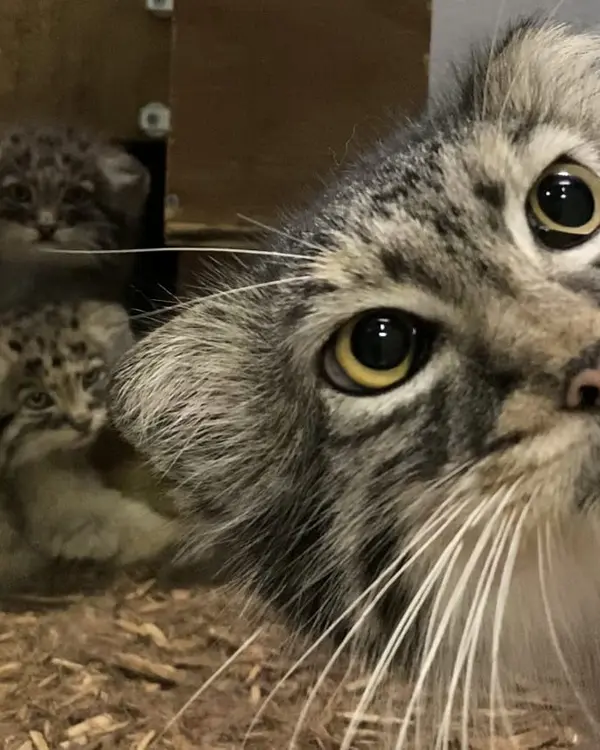 バーミングハム動物園のミーシャ、フィラリスとアトラスの写真