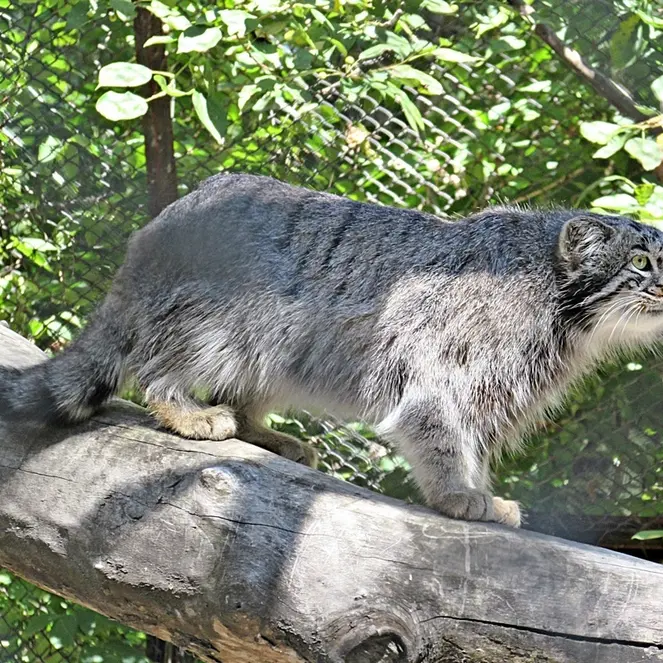 ノヴォシビルスク動物園のマヌルネコの写真
