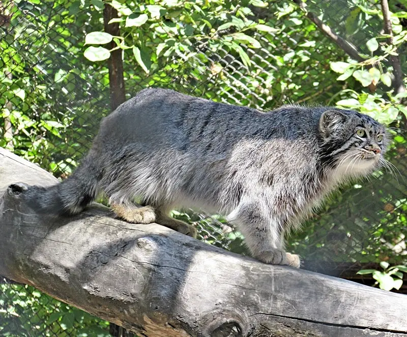 ノヴォシビルスク動物園のマヌルネコの写真