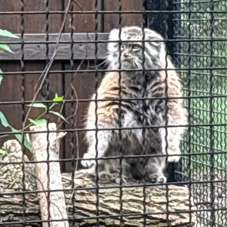 ワルシャワ動物園のジェシーの写真