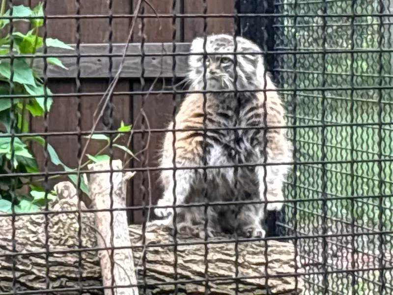 ワルシャワ動物園のジェシーの写真