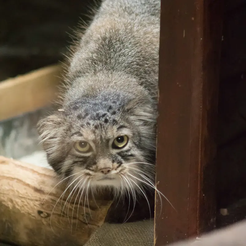 恩賜上野動物園のサフランの写真