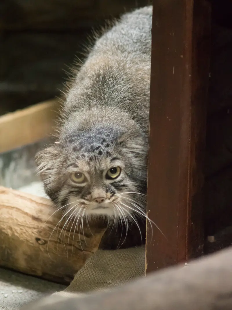 恩賜上野動物園のサフランの写真