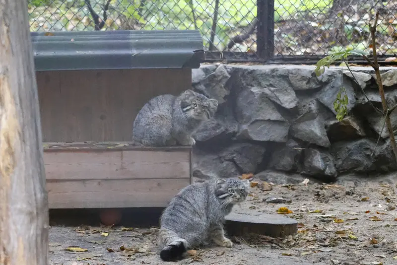 ノヴォシビルスク動物園のマヌルネコの写真