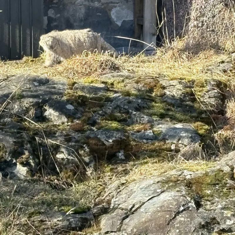 コルケアサーリ動物園のミミの写真