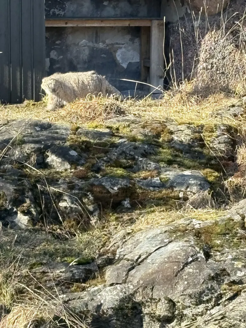 コルケアサーリ動物園のミミの写真