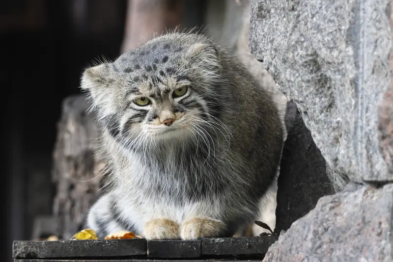 モスクワ動物園のティモフェイの写真