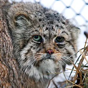 ノヴォシビルスク動物園のマヌルネコのブレイド
