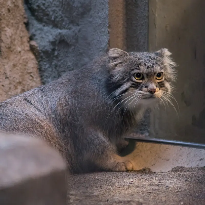 野毛山動物園のフィーガの写真