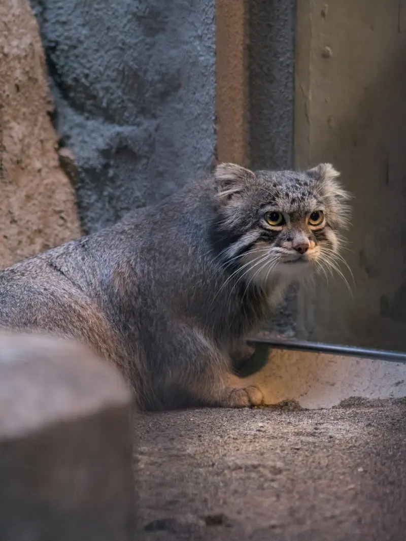 野毛山動物園のフィーガの写真