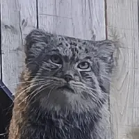 トレゴムール動物園のマヌルネコのパプロー