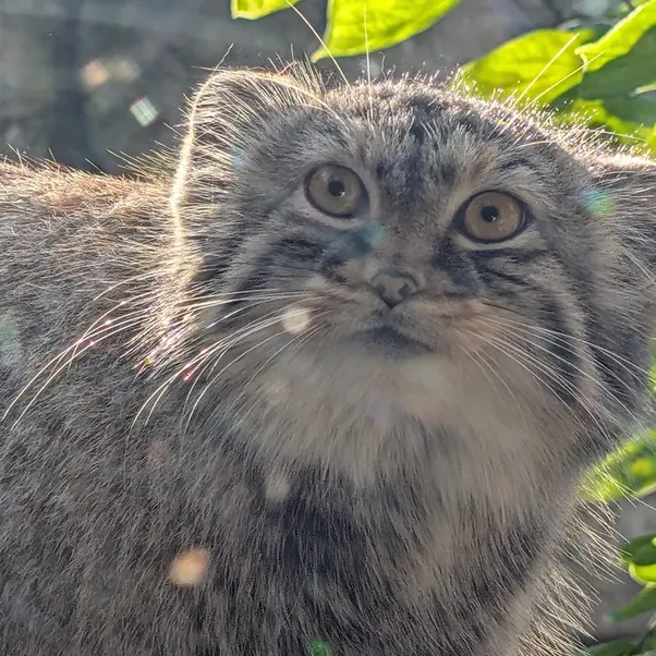 コロンバス動物園・水族館のミーラの写真