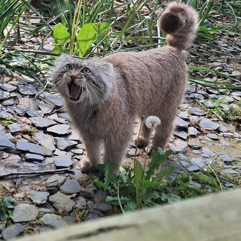 トレゴムール動物園のアルタイの写真