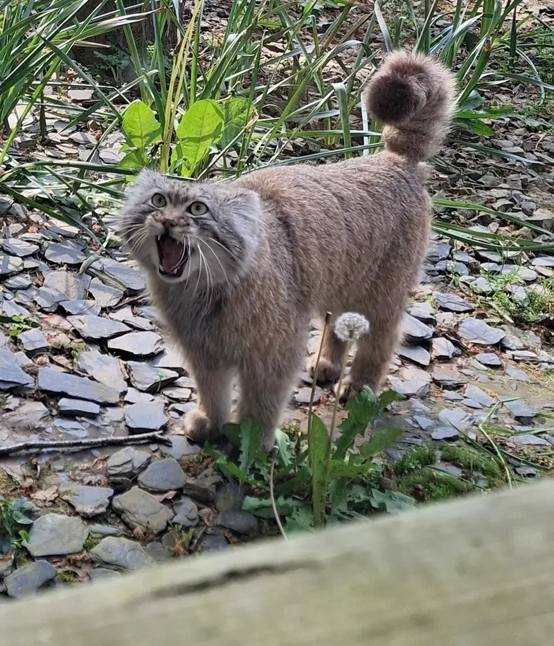 トレゴムール動物園のアルタイの写真