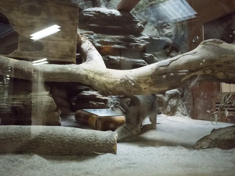 恩賜上野動物園のクリョンの写真