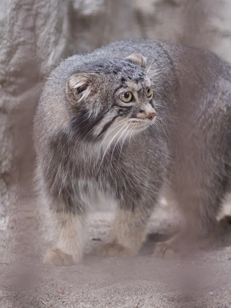 野毛山動物園のフィーガの写真