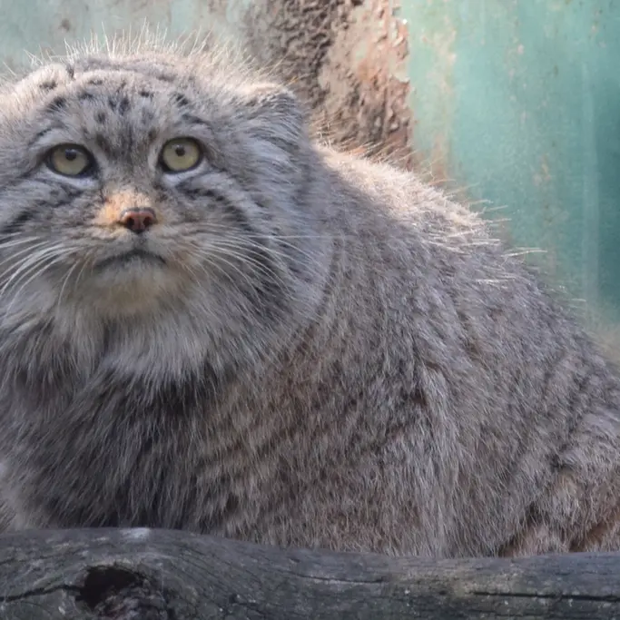 ブダペスト動物園＆植物園のボフスの写真