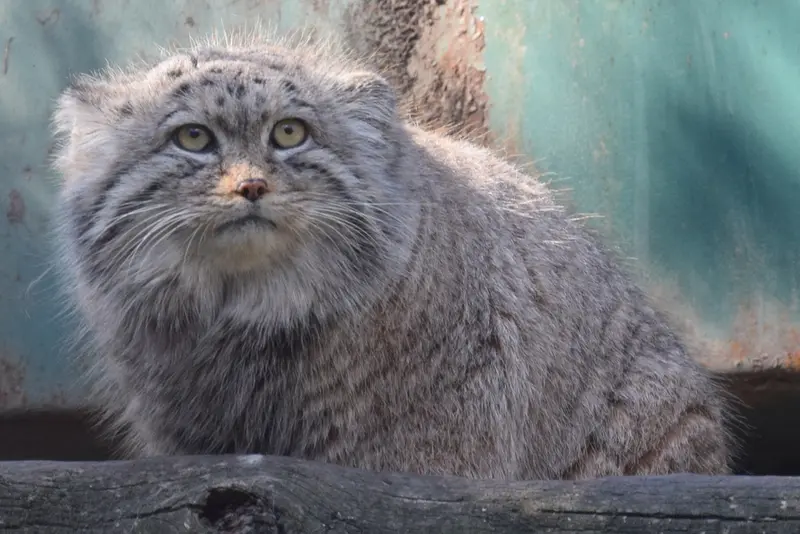 ブダペスト動物園＆植物園のボフスの写真