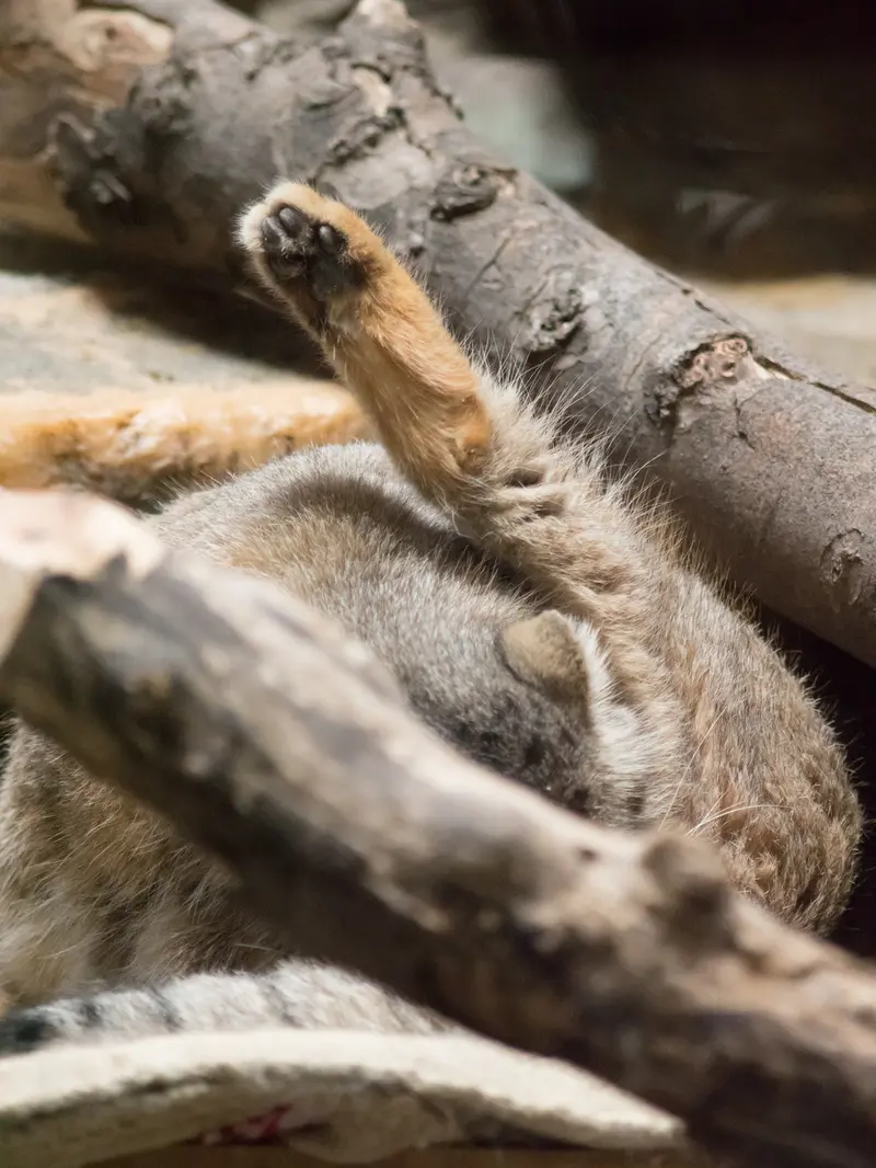 恩賜上野動物園のプリームラの写真
