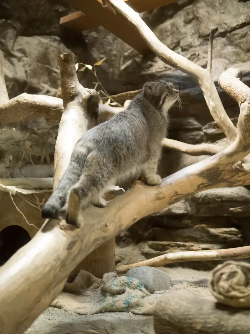 恩賜上野動物園のクリョンの写真