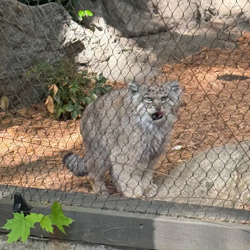 プロスペクト・パーク動物園のバトゥの写真