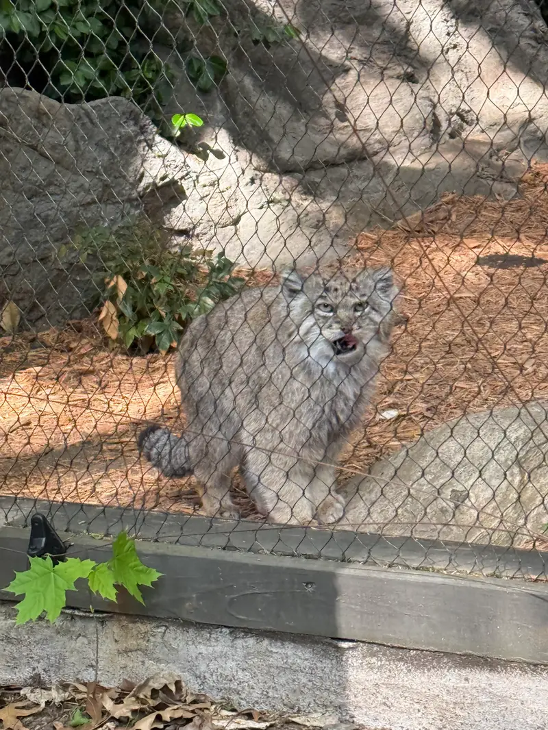 プロスペクト・パーク動物園のバトゥの写真