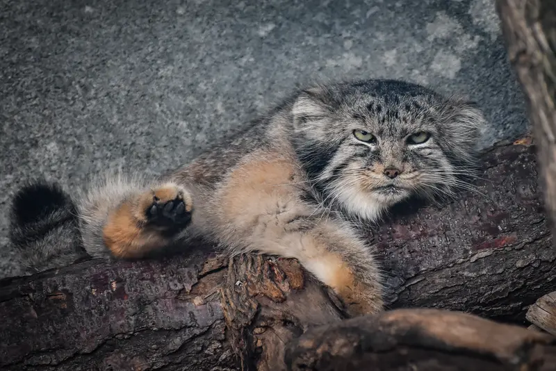 コロンバス動物園・水族館のパヴァルの写真