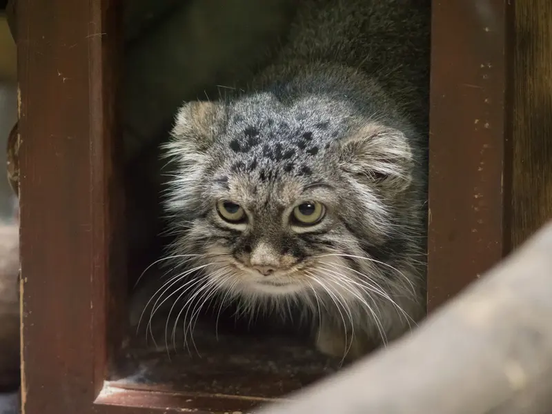 恩賜上野動物園のサフランの写真