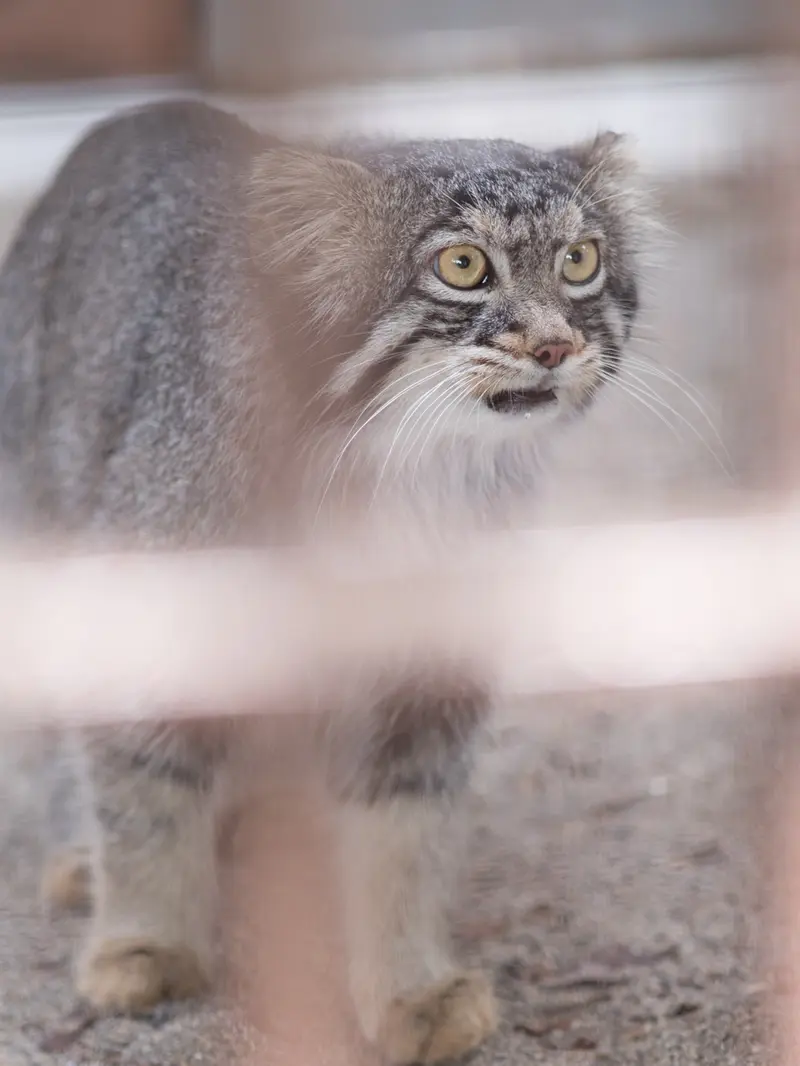 野毛山動物園のフィーガの写真