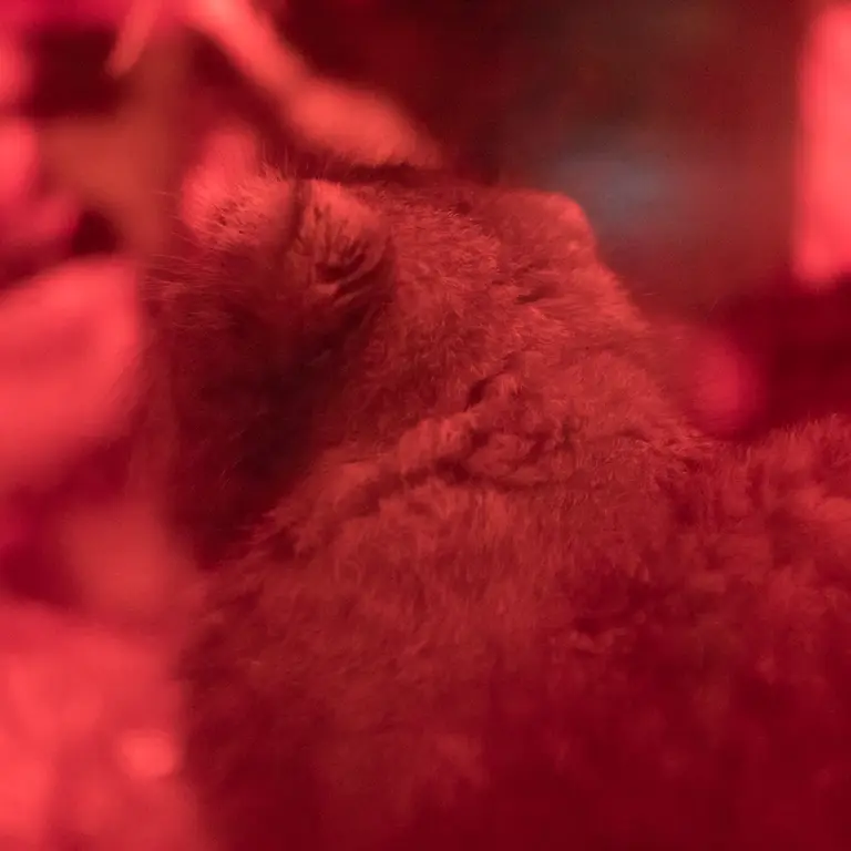 恩賜上野動物園のナイマの写真
