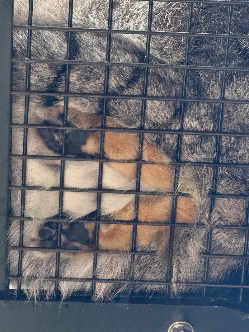 旭山動物園のグルーシャの写真
