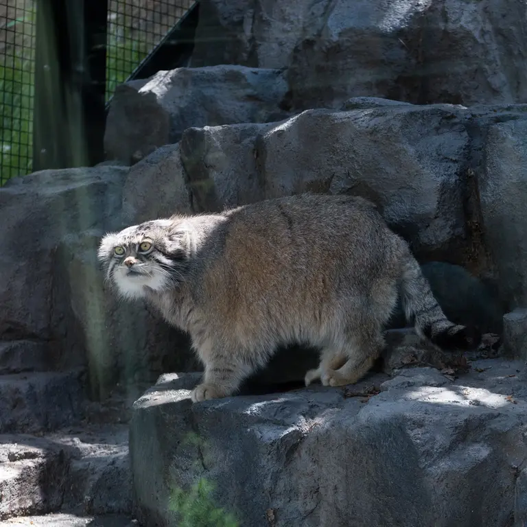 旭山動物園のグルーシャの写真