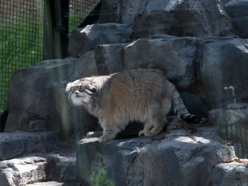 旭山動物園のグルーシャの写真