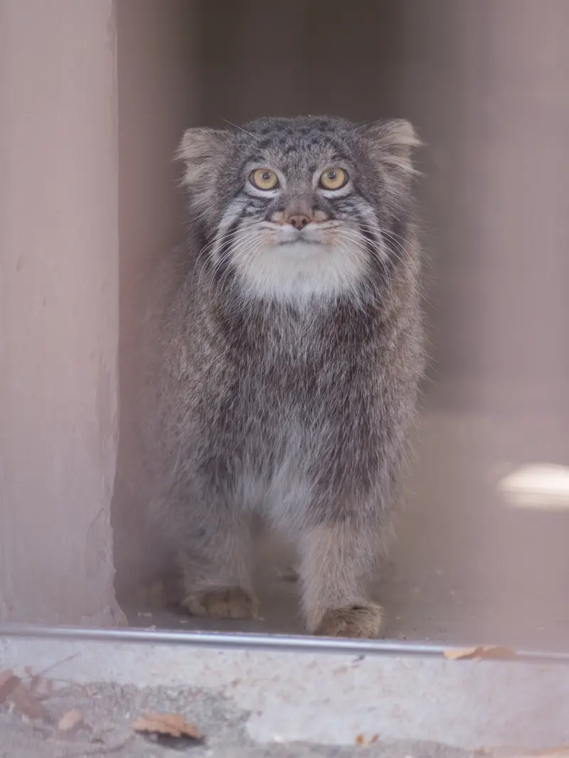 野毛山動物園のフィーガの写真