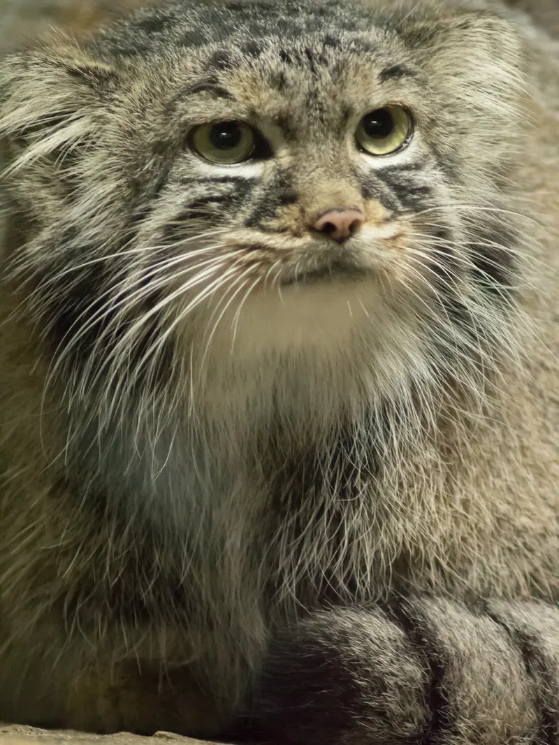 恩賜上野動物園のサフランの写真