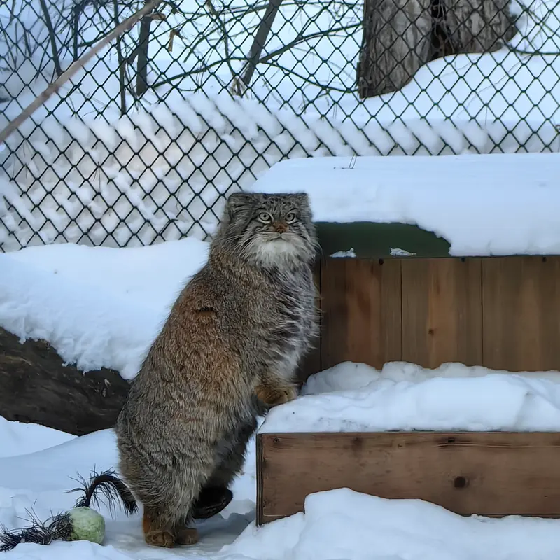 ノヴォシビルスク動物園のスネジンカの写真