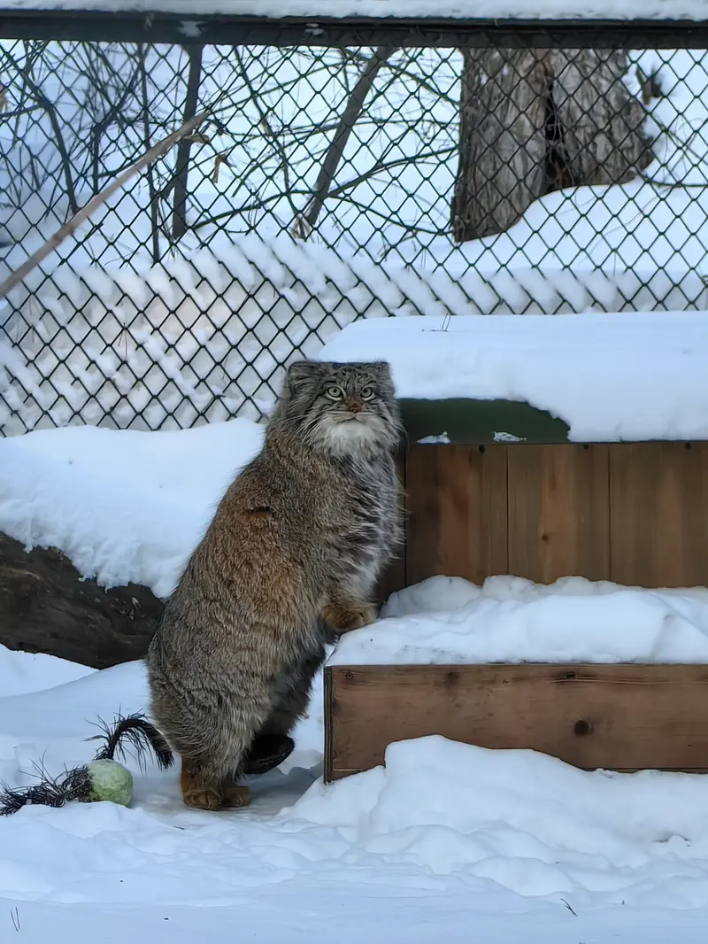ノヴォシビルスク動物園のスネジンカの写真